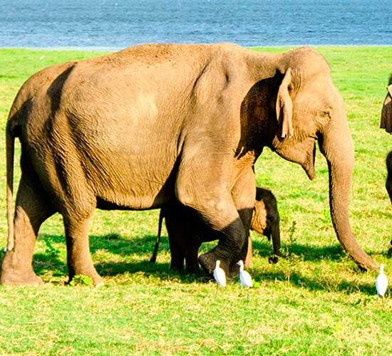 sri lanka portada elephant 4037429