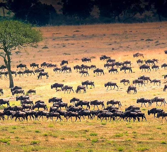 tanzania hu chen DhDdPkQvVAE unsplash
