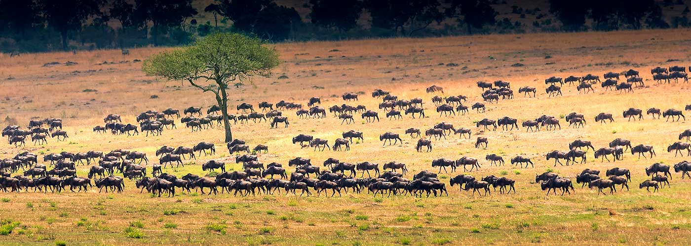 Viaje a Tanzania escapada Serengueti